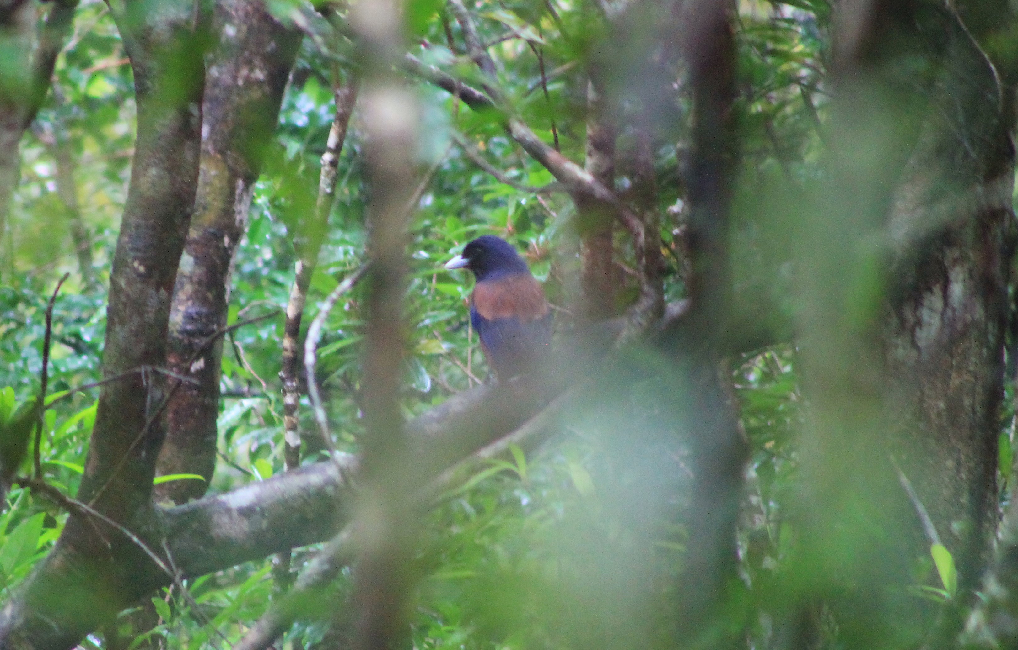 Lidth's Jay (Garrulus lidthi)