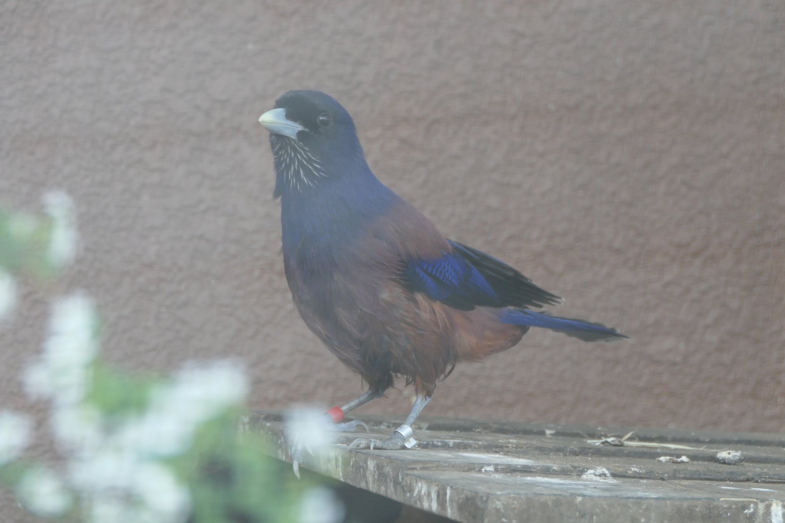 Lidth's Jay (Garrulus lidthi)
