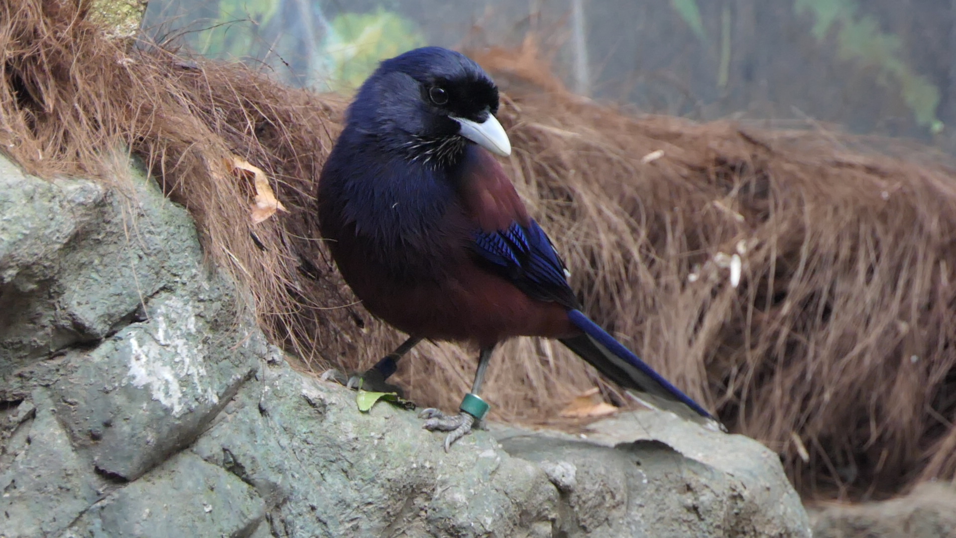 Lidth's Jay (Garrulus lidthi)