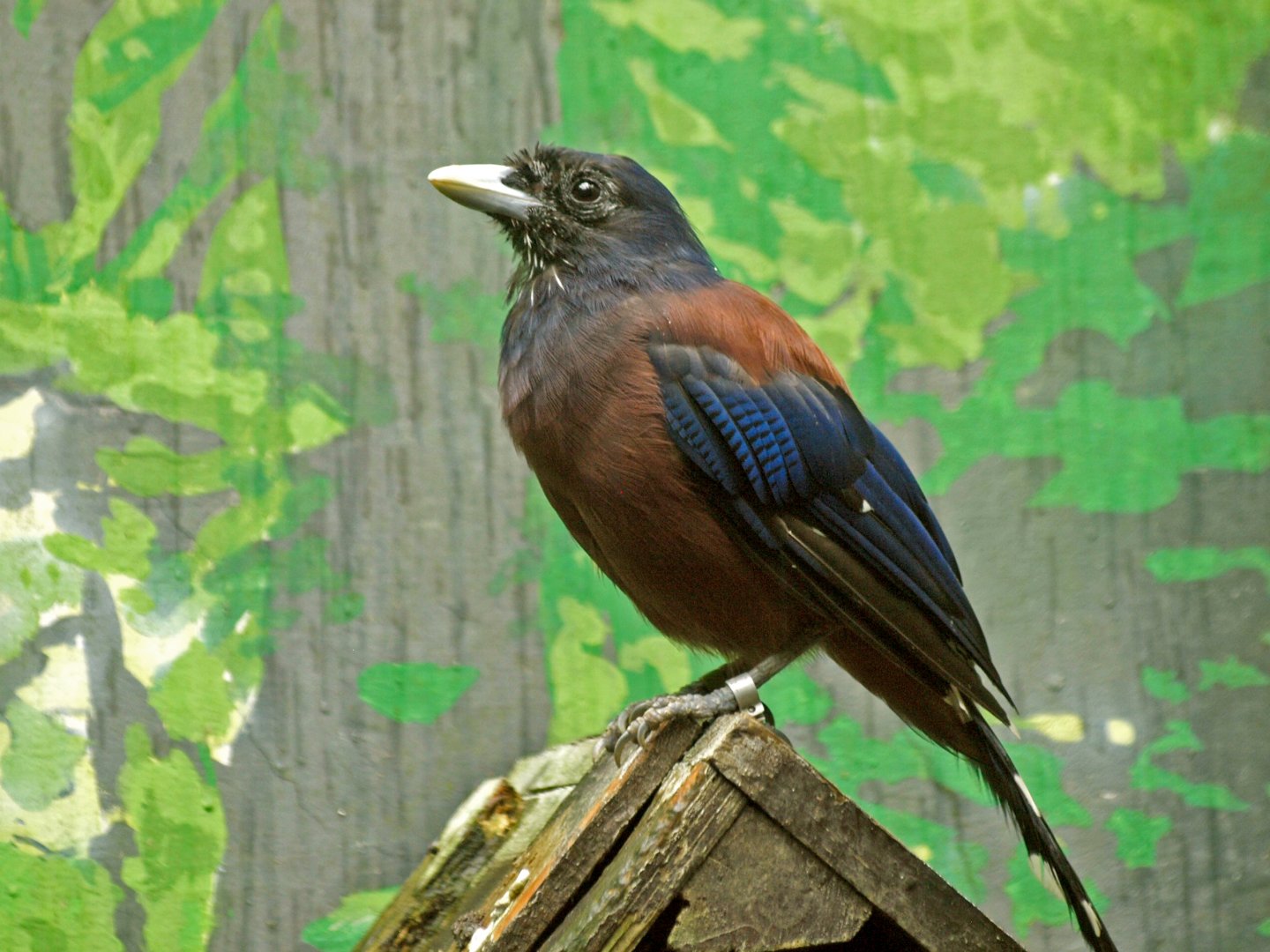 Lidth's jay