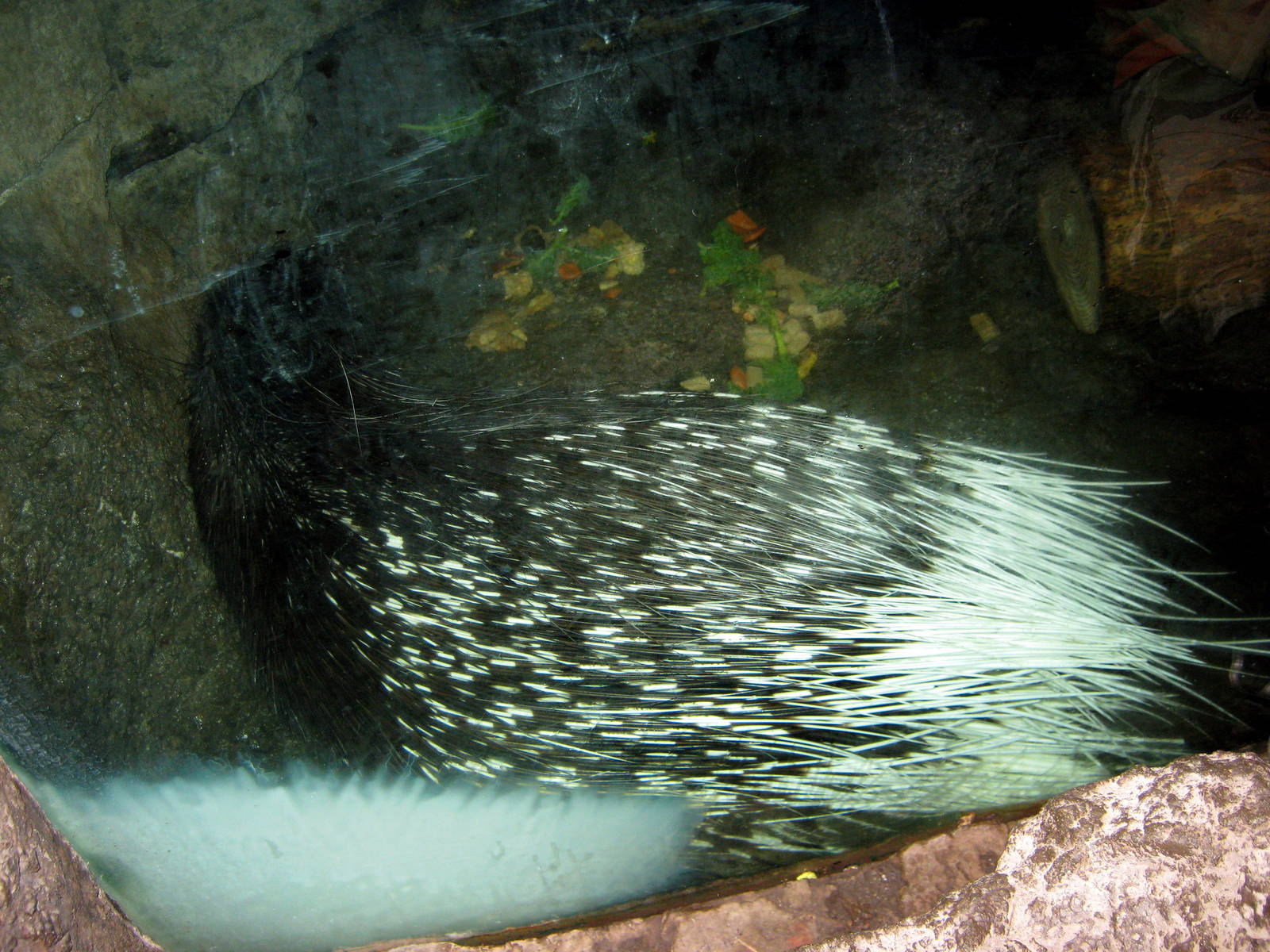 Lied Jungle-African Crested Porcupine