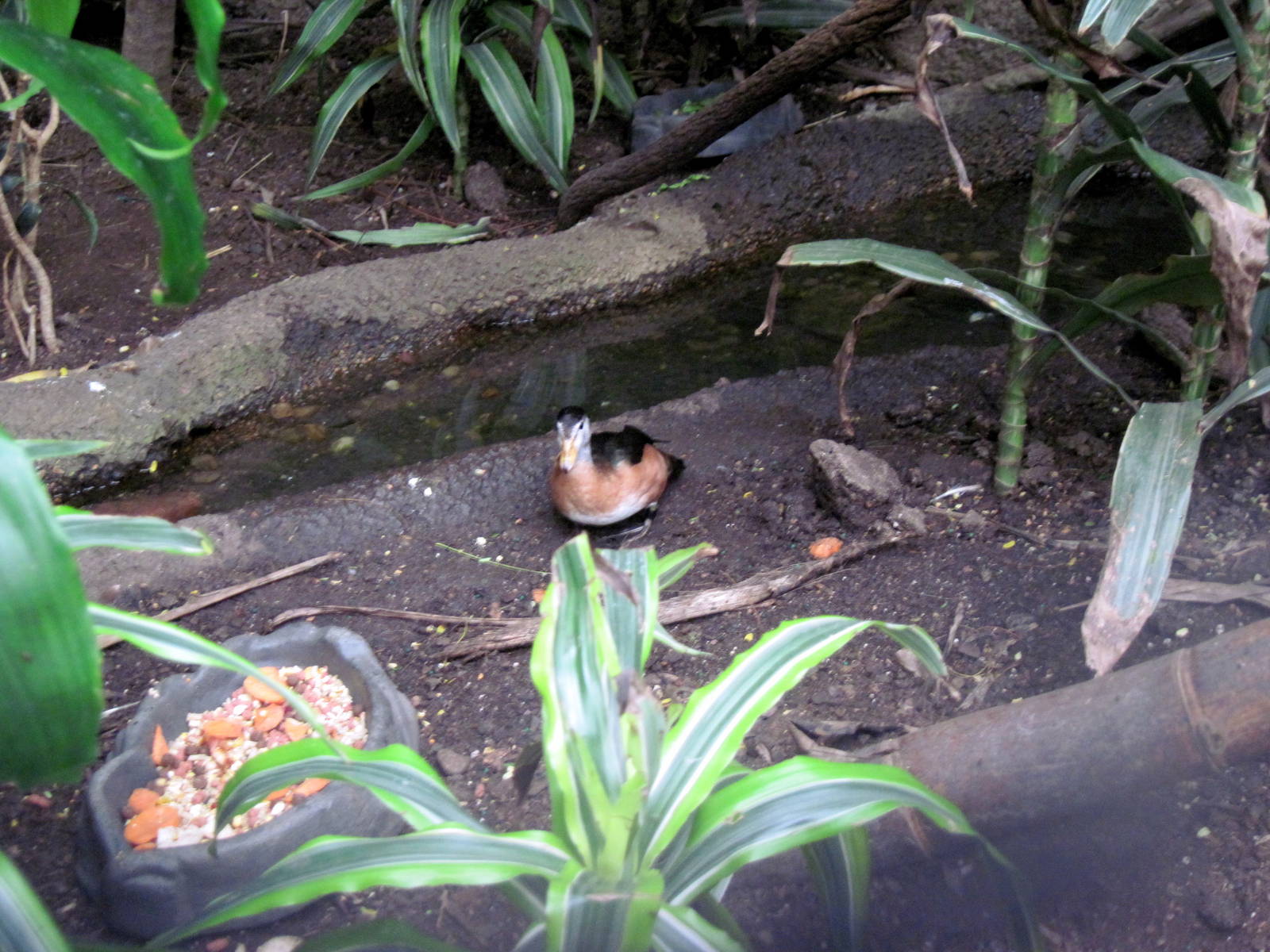 Lied Jungle-African Pygmy Goose