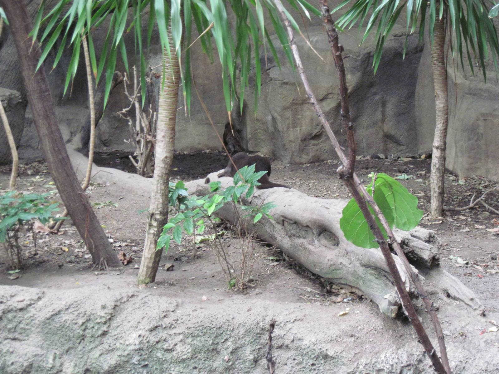 Lied Jungle-African Spot-necked Otters