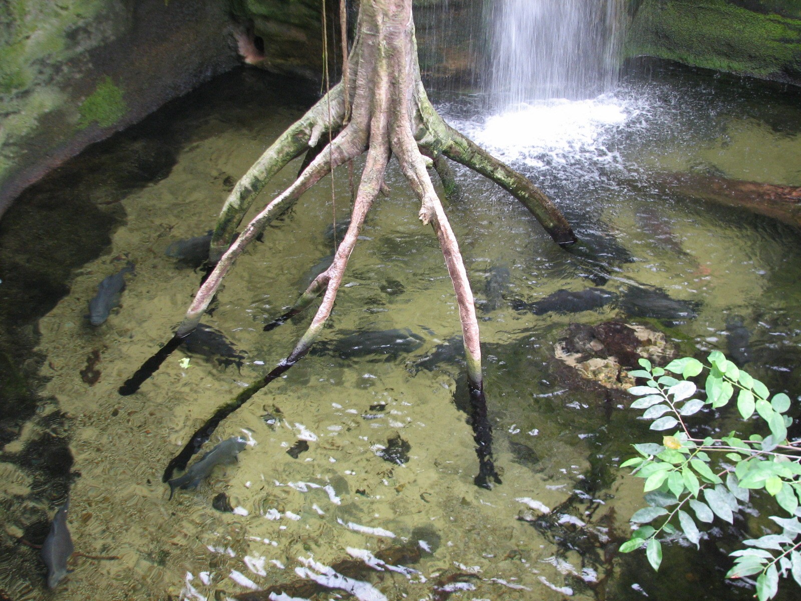 Lied Jungle - Amazon Fish Exhibit
