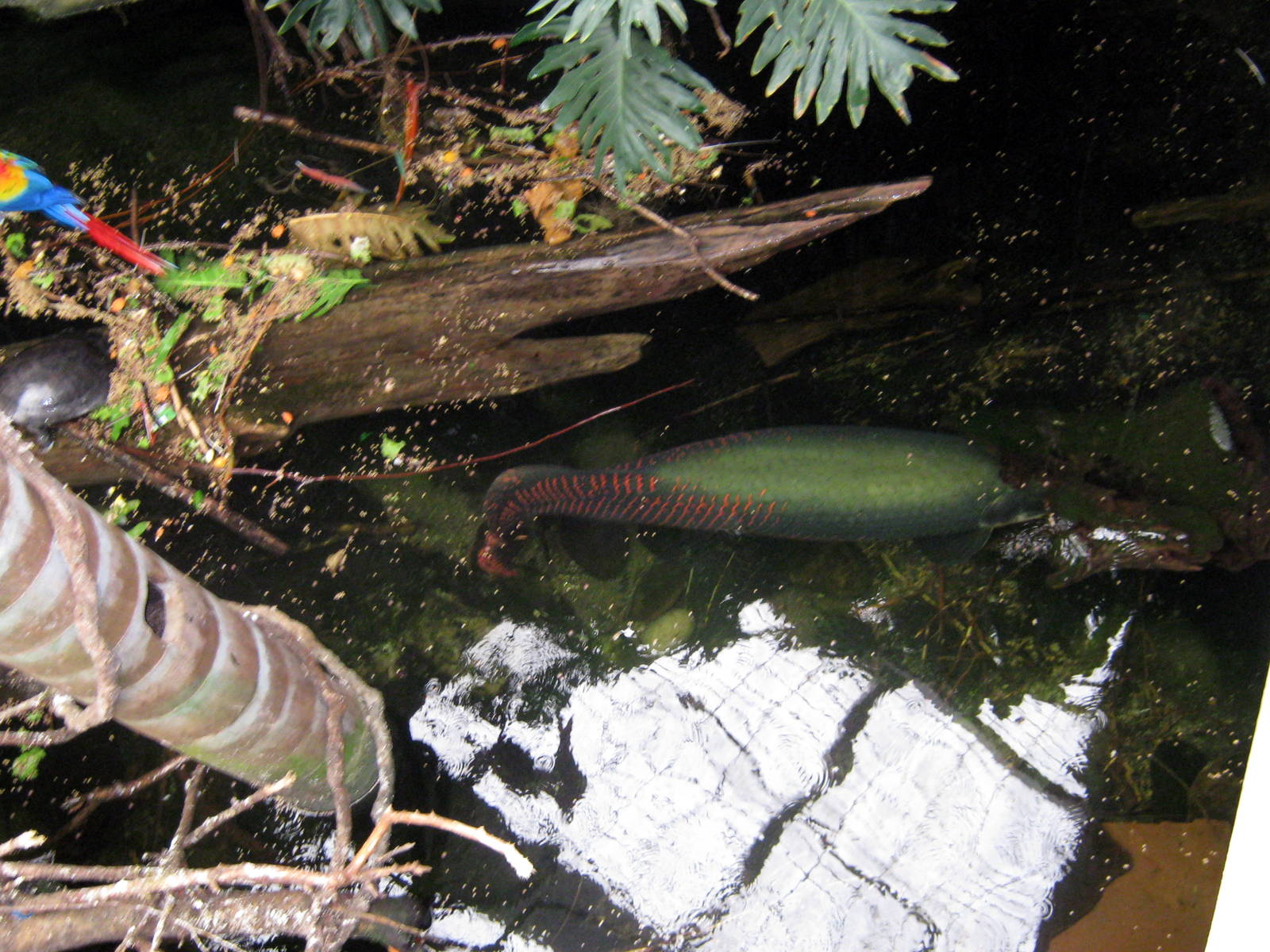 Lied Jungle-Arapaima