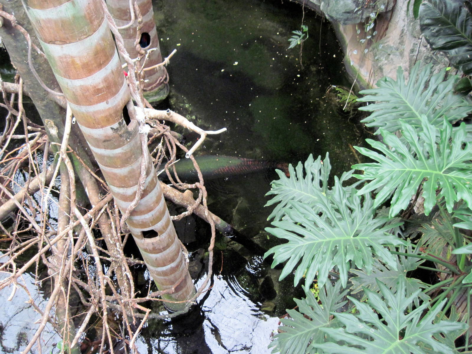 Lied Jungle-Arapaima