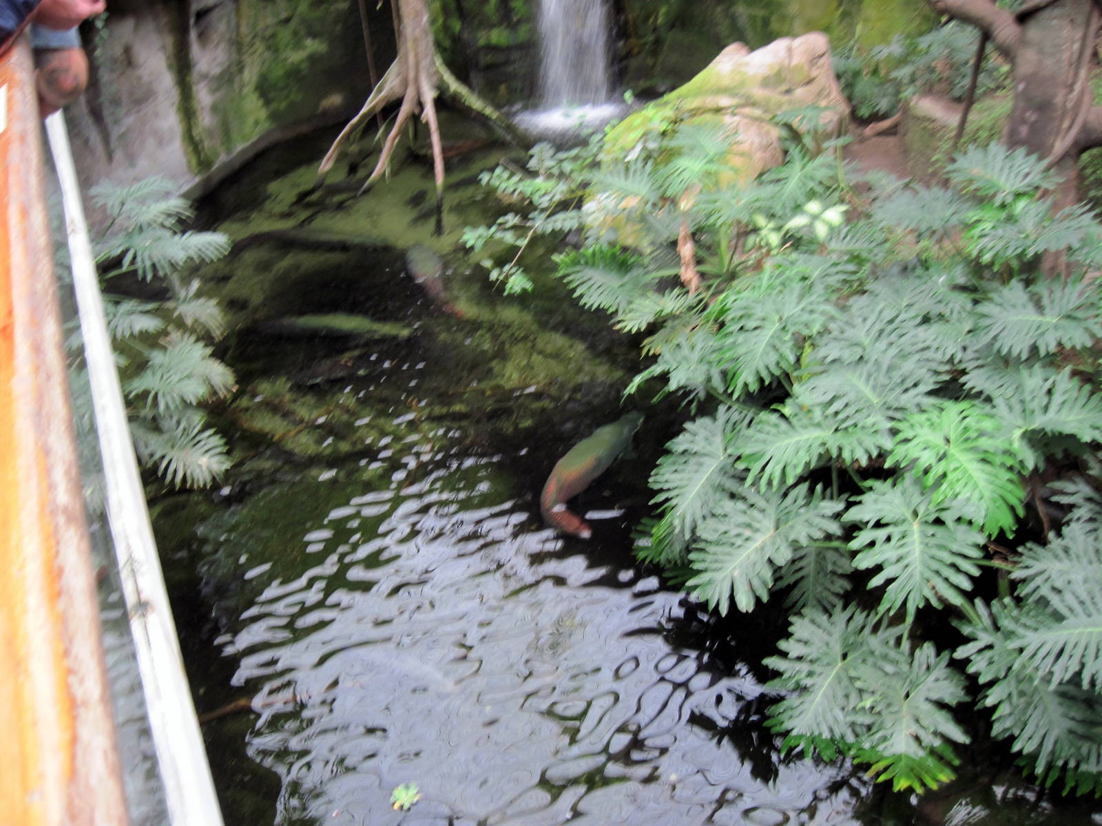 Lied Jungle-Arapaima