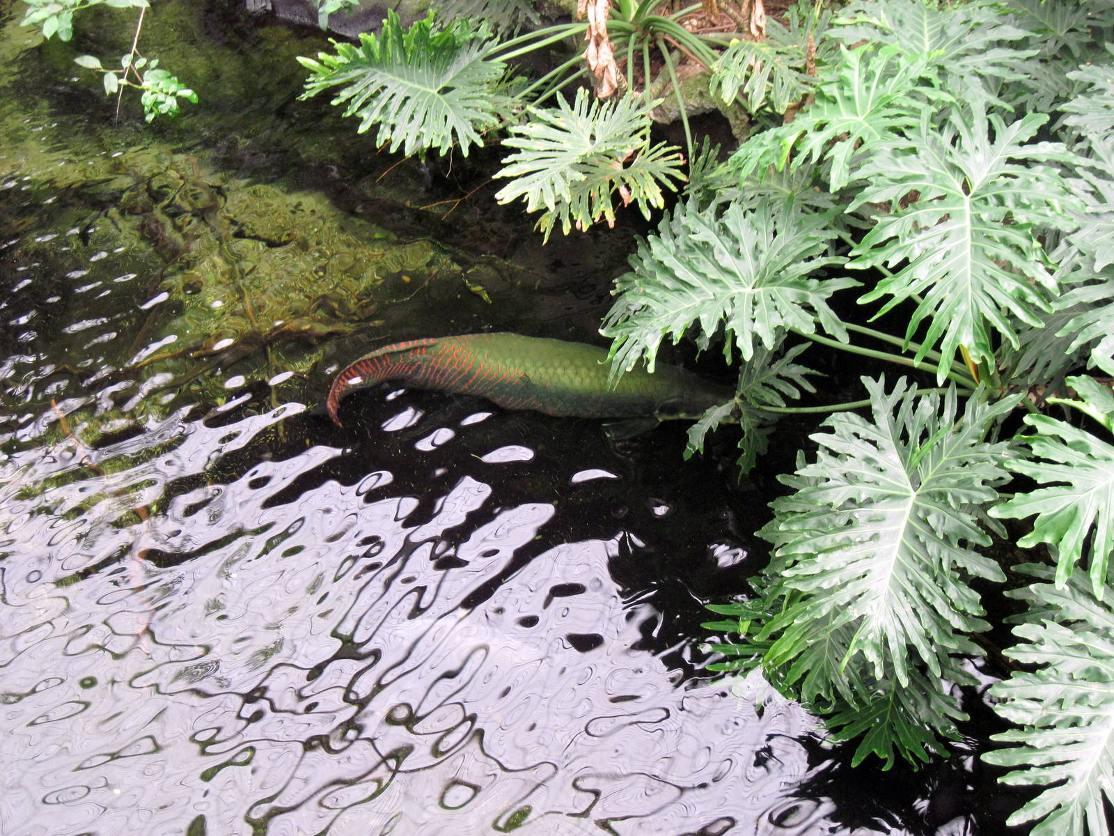 Lied Jungle-Arapaima