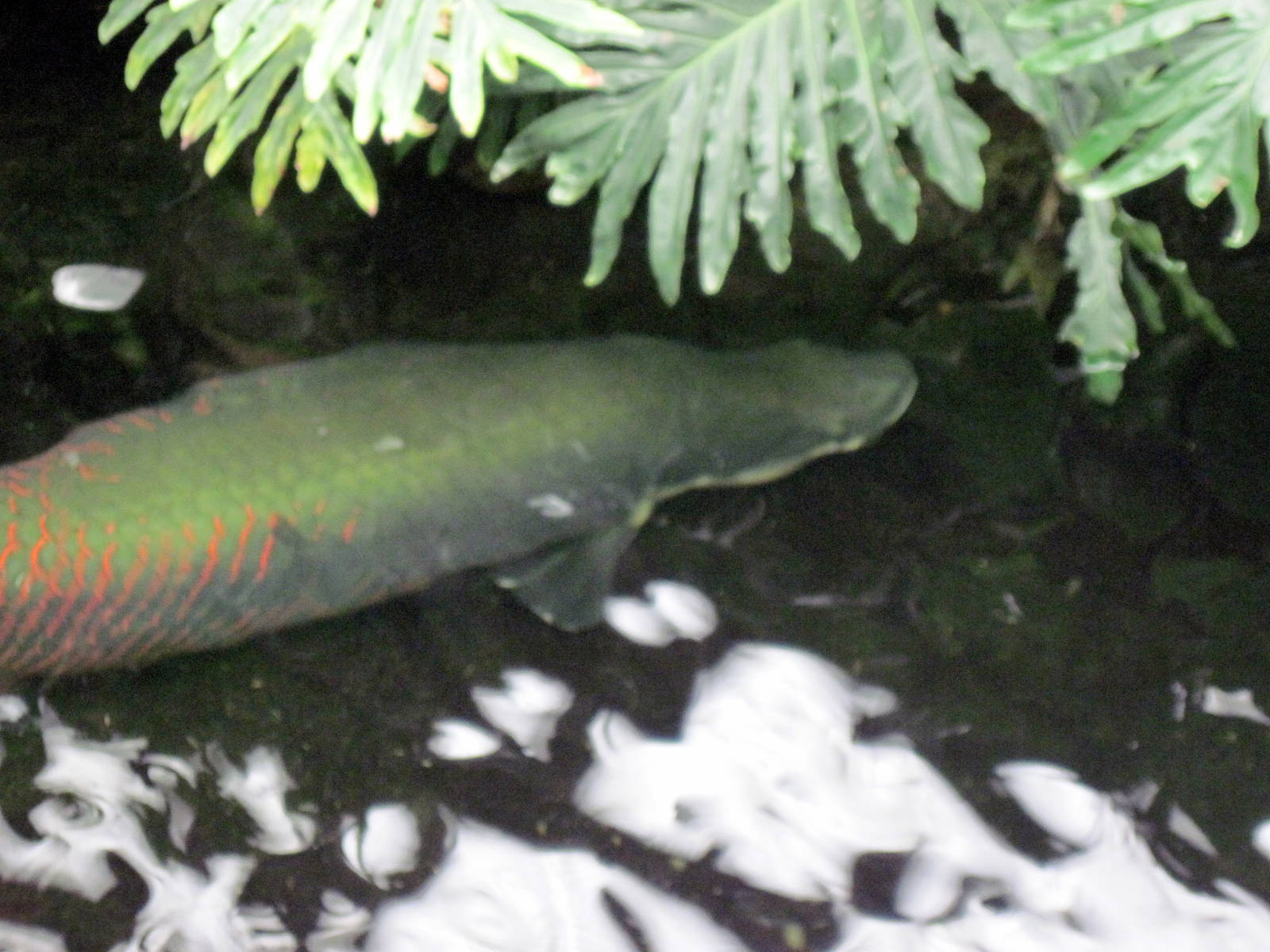 Lied Jungle-Arapaima