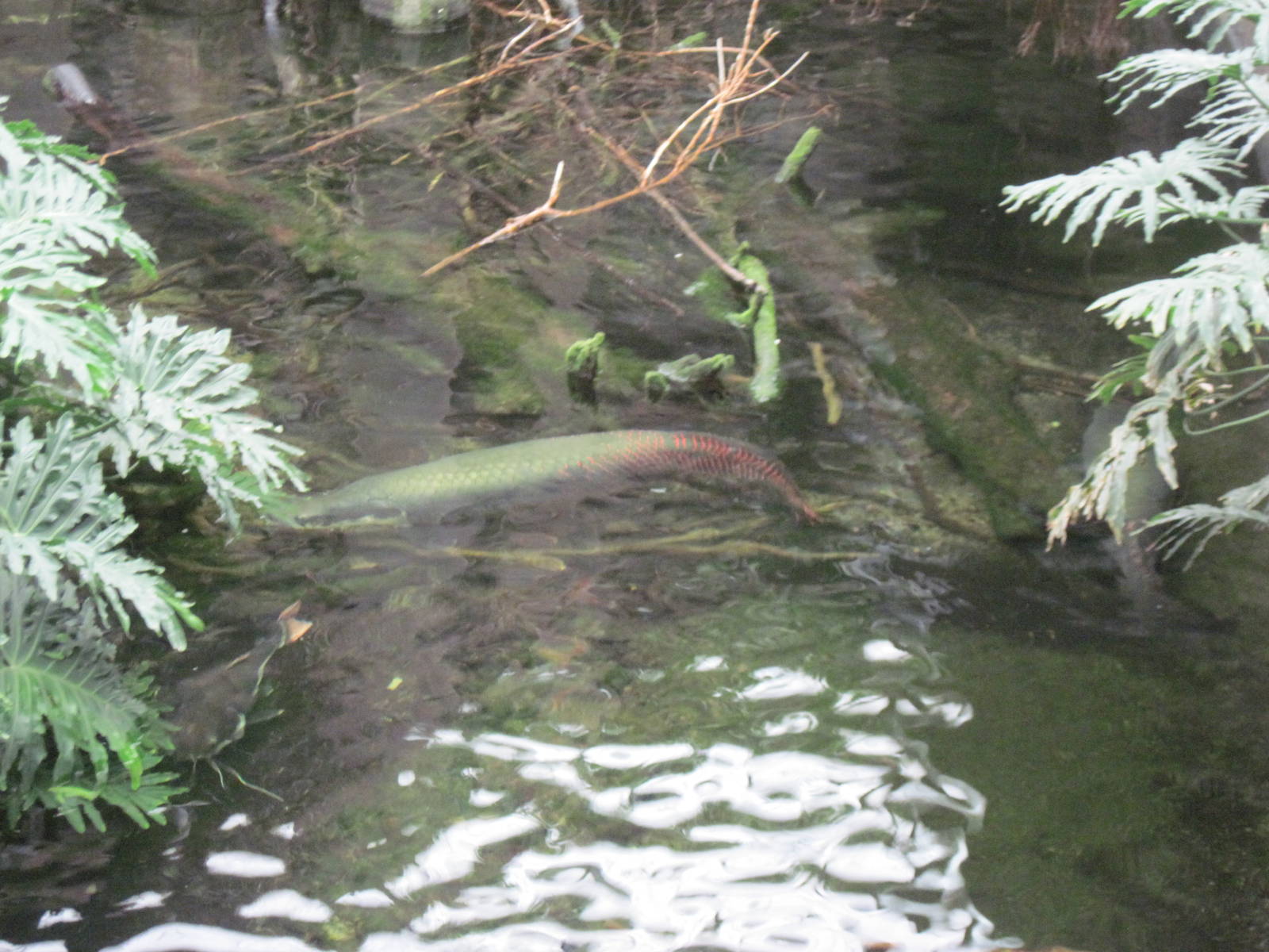 Lied Jungle-Arapaima