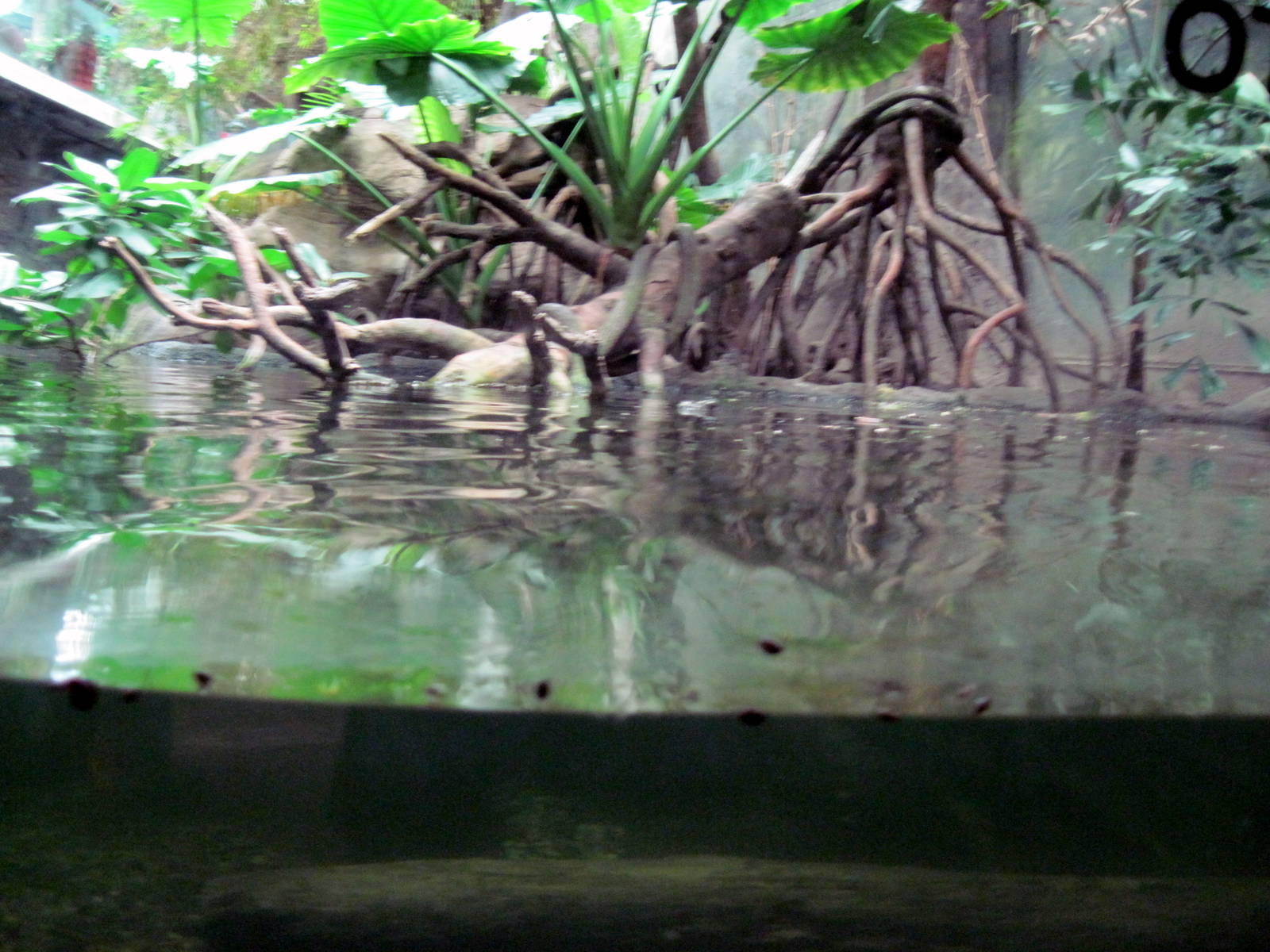 Lied Jungle-Asian Small-clawed Otter