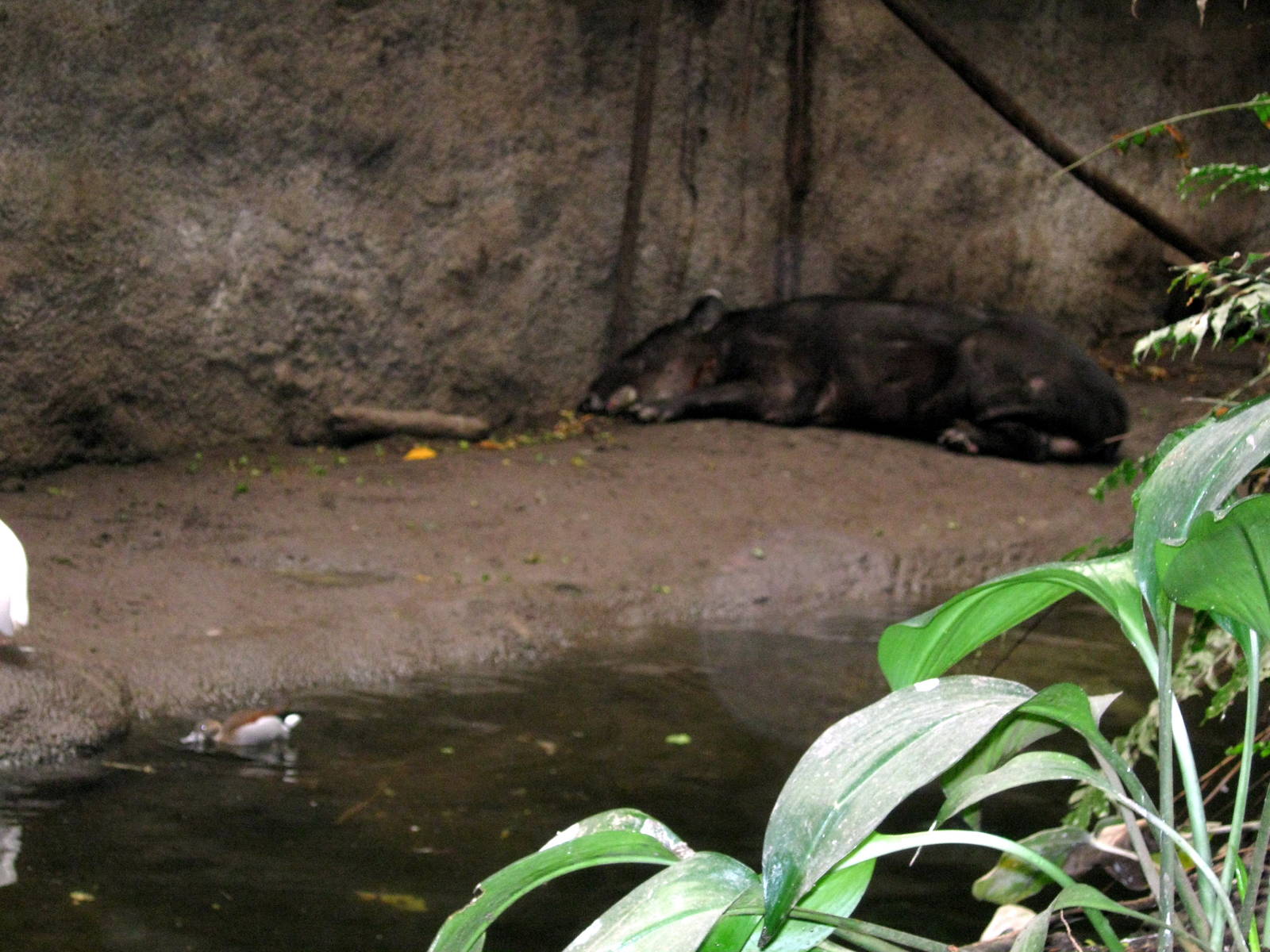 Lied Jungle-Baird's Tapir