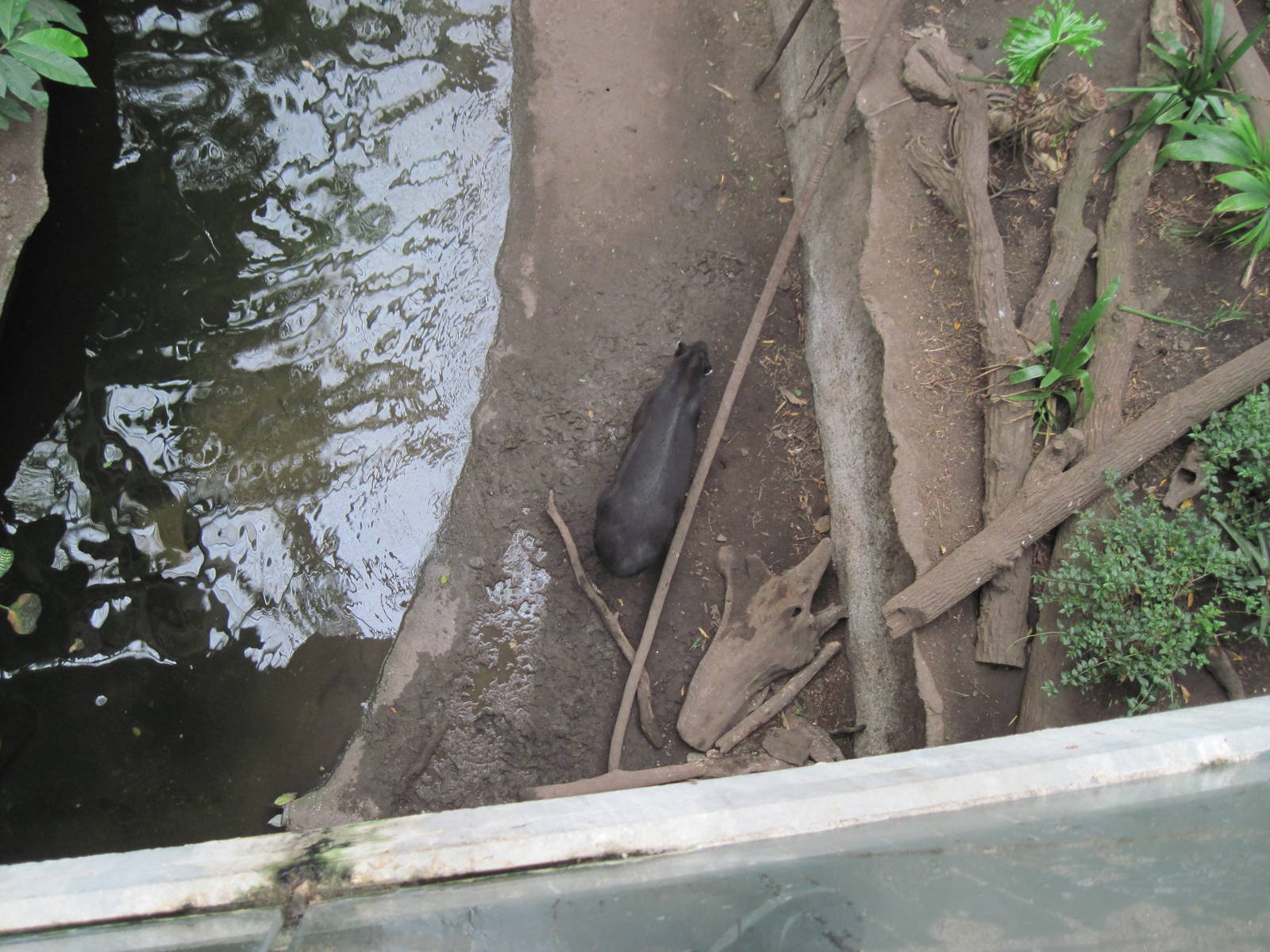 Lied Jungle-Baird's Tapir
