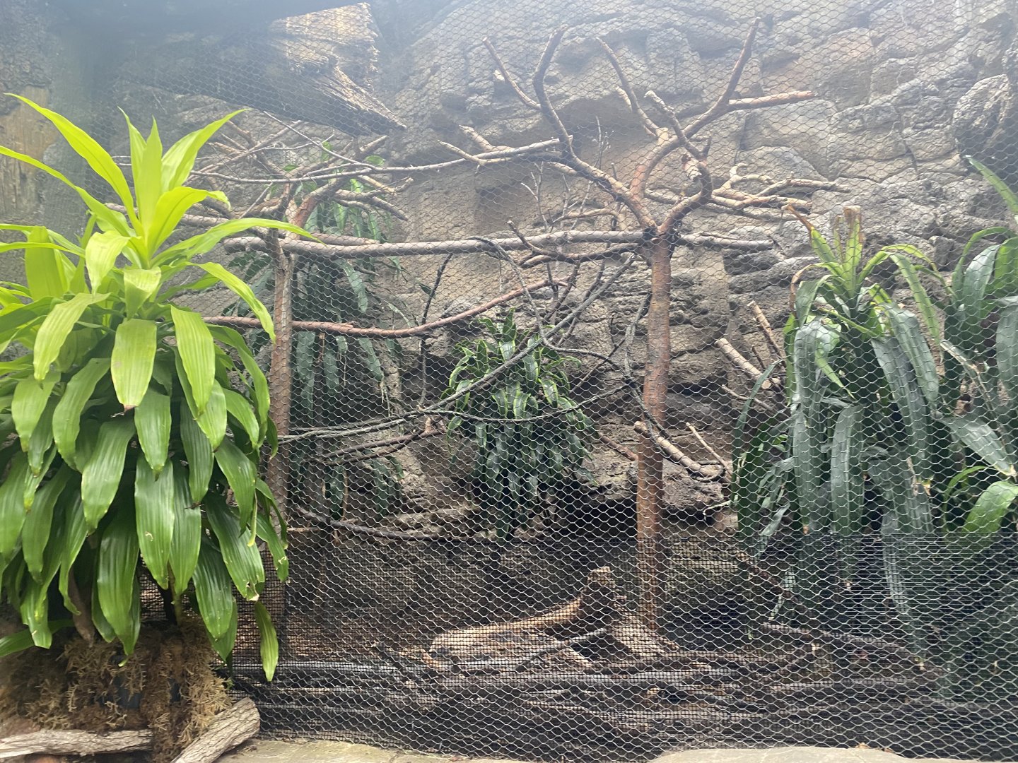 Lied Jungle - Black-and-Rufous Sengi/Violaceous Turaco/African Pygmy Geese Exhibit