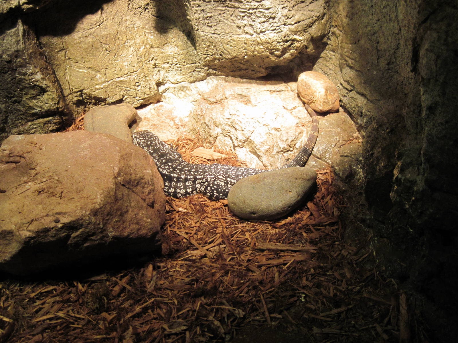 Lied Jungle-Black and White Tegu