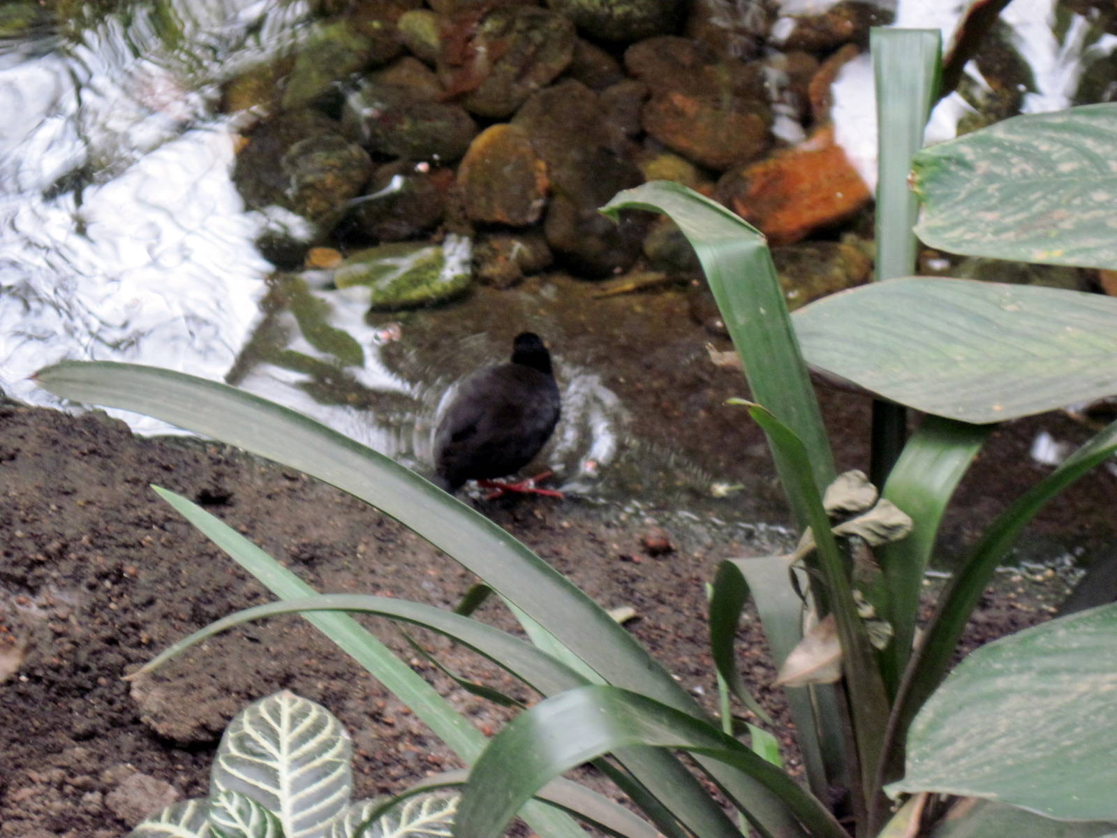 Lied Jungle-Black Crake