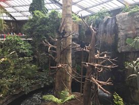 Lied Jungle- Black Headed Spider Monkey/Baird's Tapir