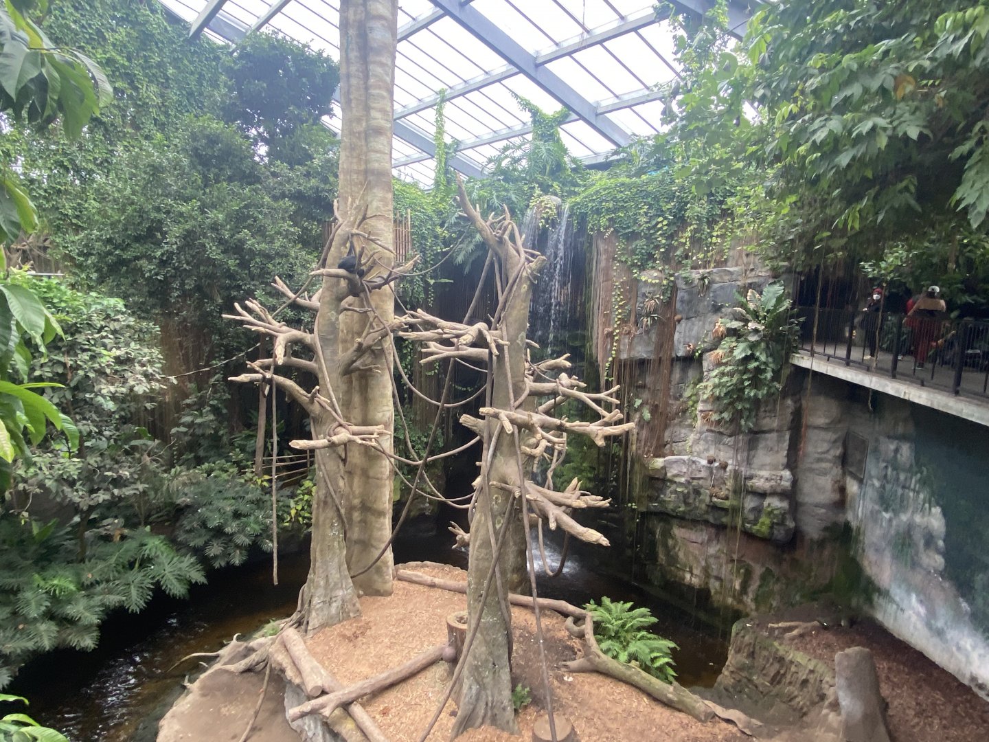 Lied Jungle - Black-Headed Spider Monkey/Malayan Tapir Exhibit