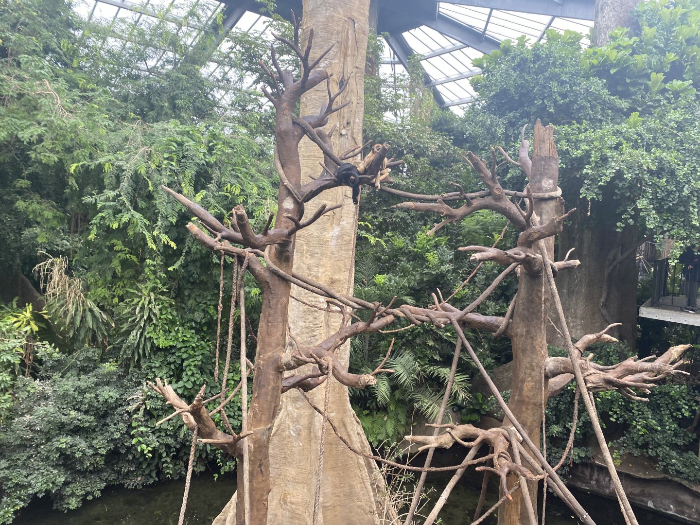 Lied Jungle - Black Howler Exhibit