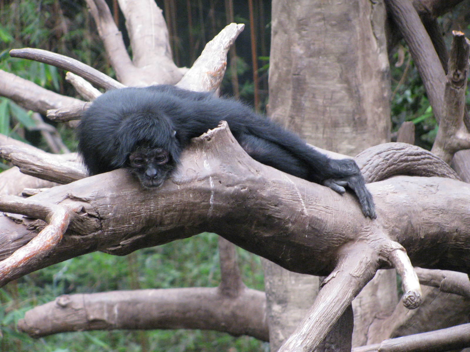 Lied Jungle-Black Spider Monkey