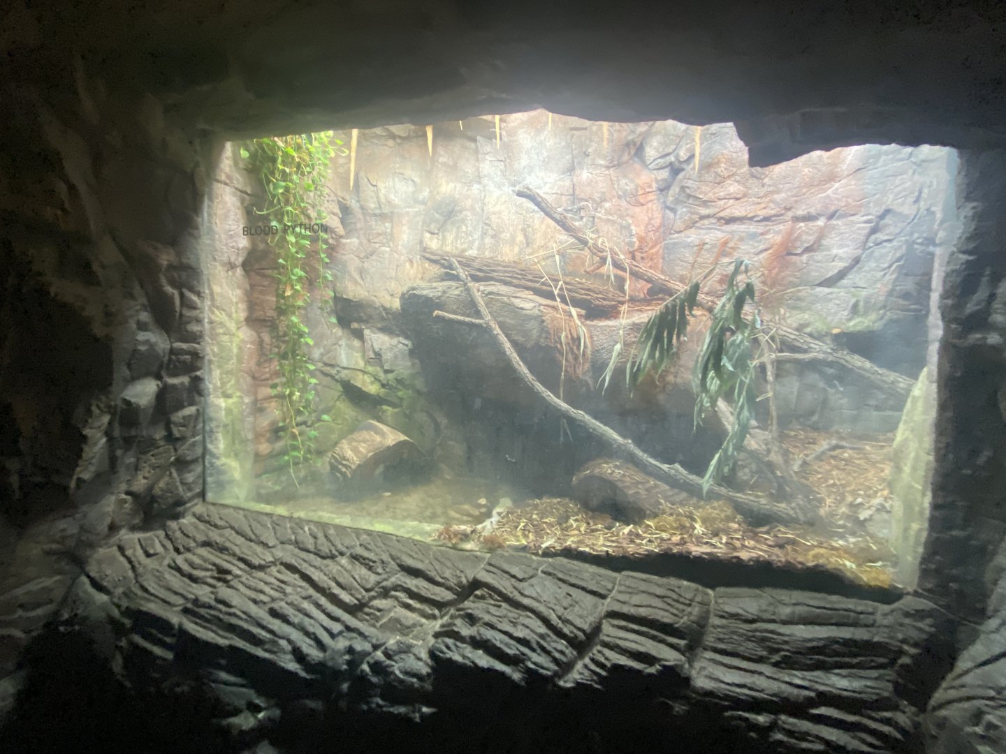 Lied Jungle - Blood Python Terrarium