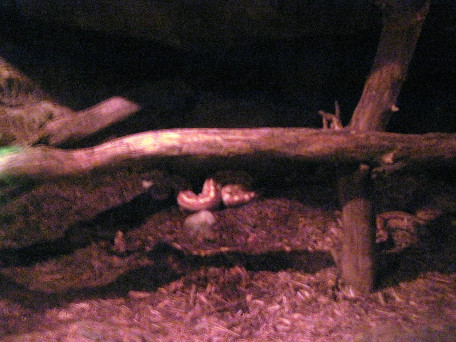 Lied Jungle-Blood Python