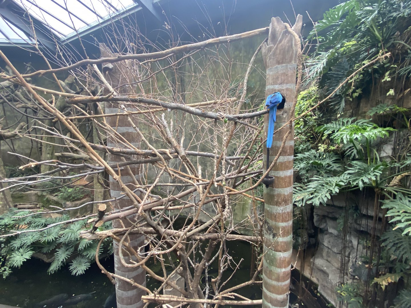 Lied Jungle - Blue & Gold Macaw Perch