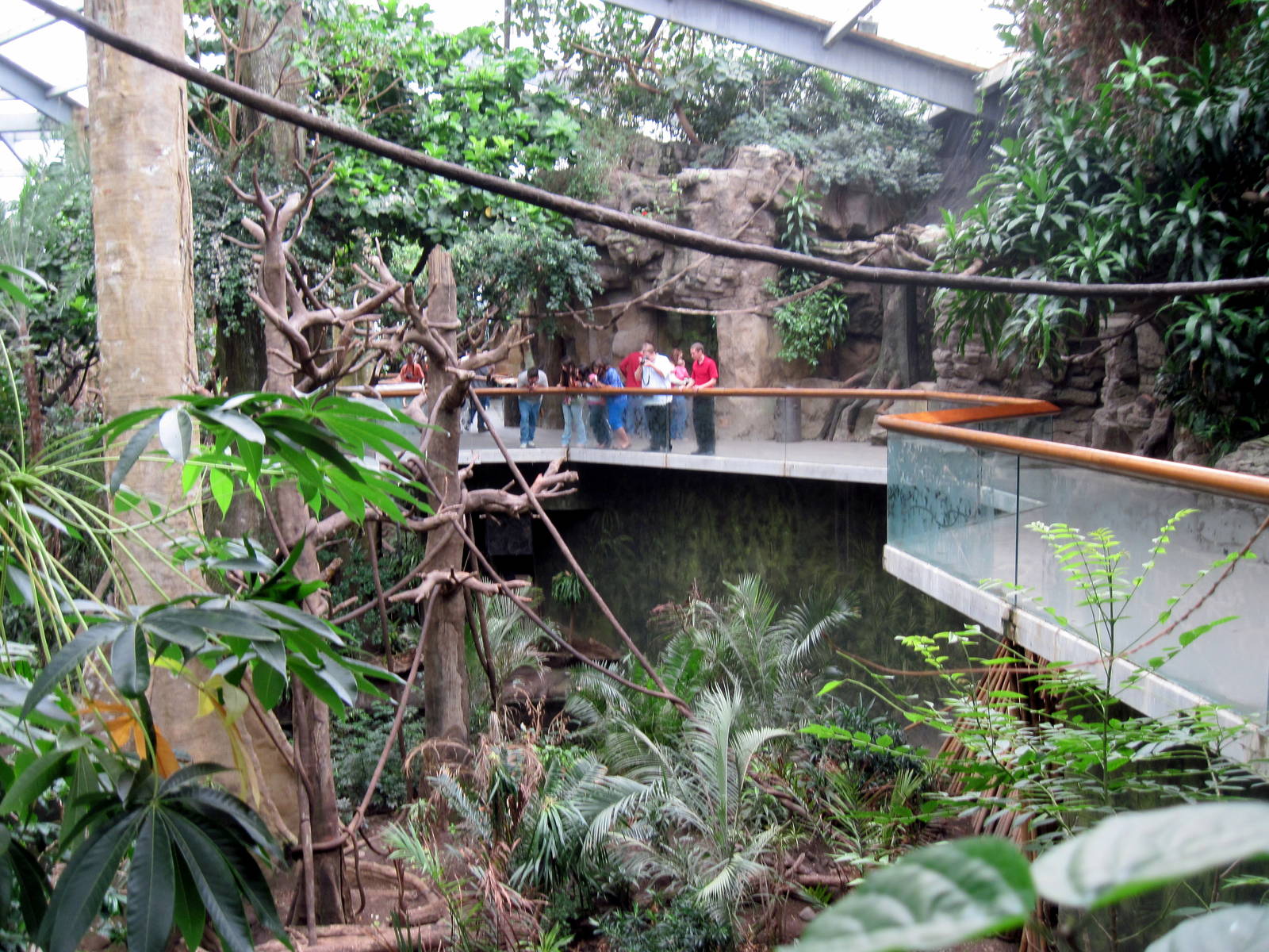 Lied Jungle-Blue Monkey Exhibit