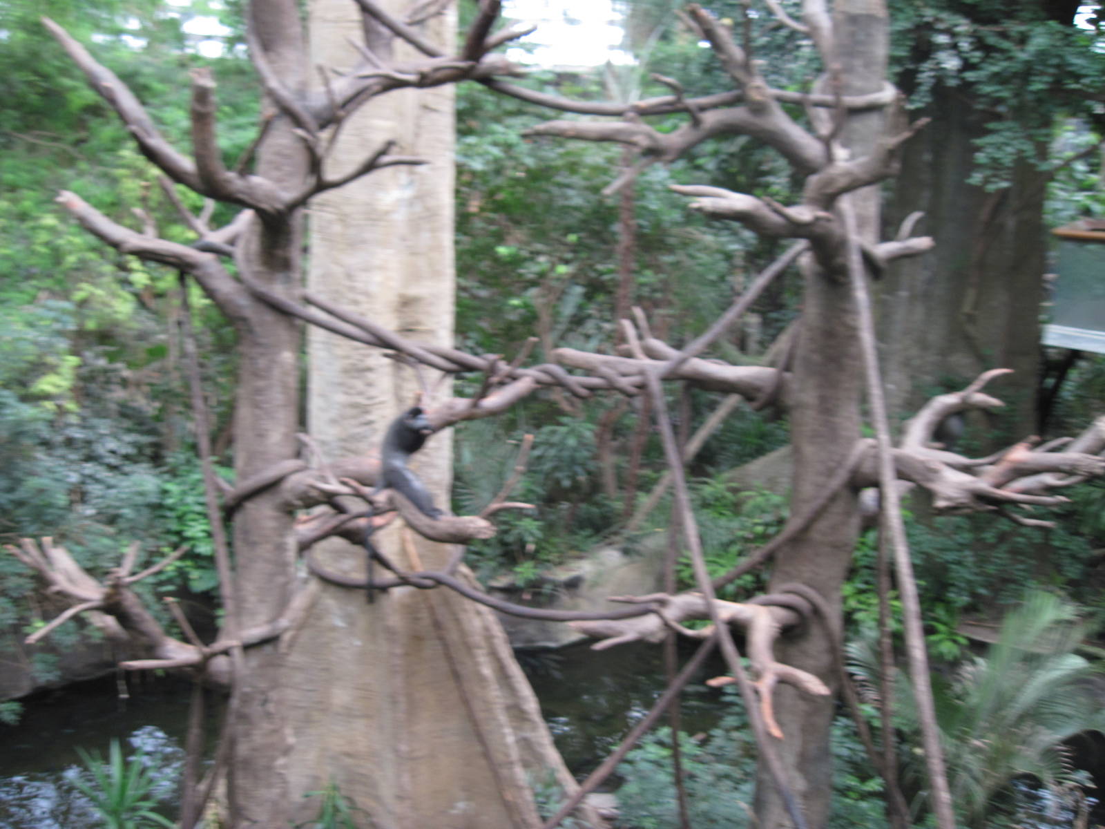 Lied Jungle-Blue Monkey Exhibit
