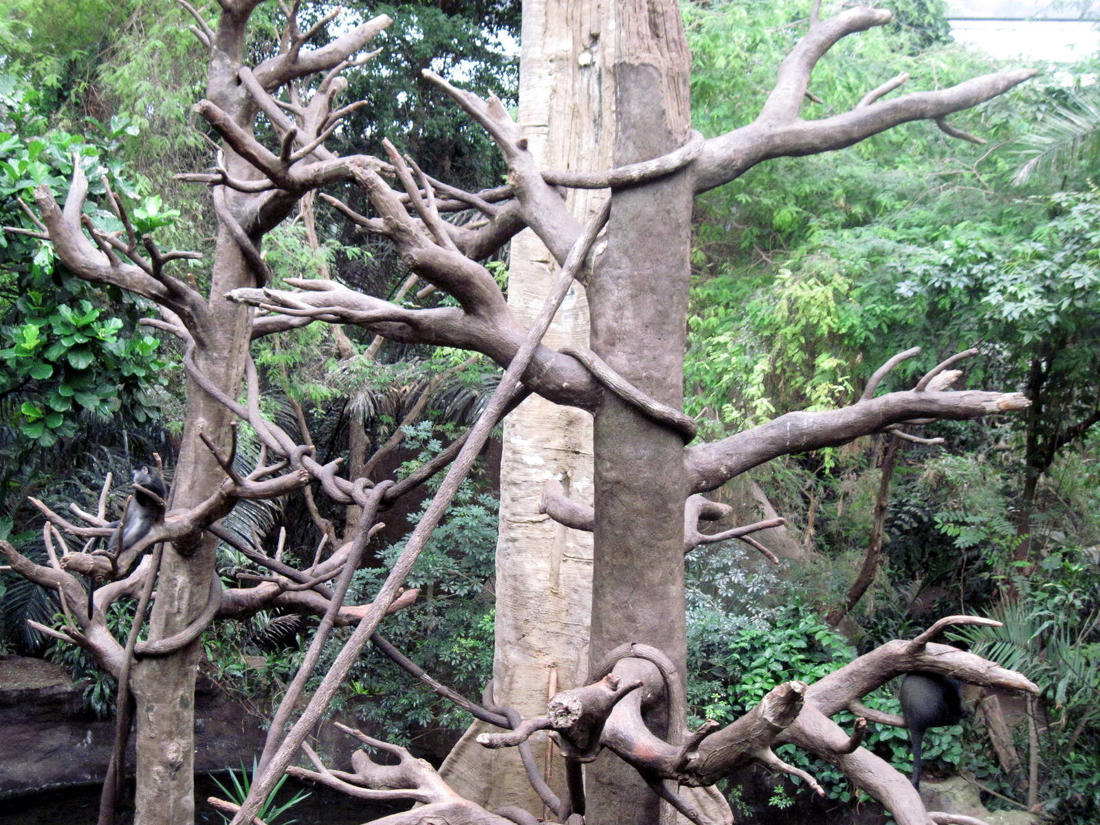 Lied Jungle-Blue Monkey Exhibit