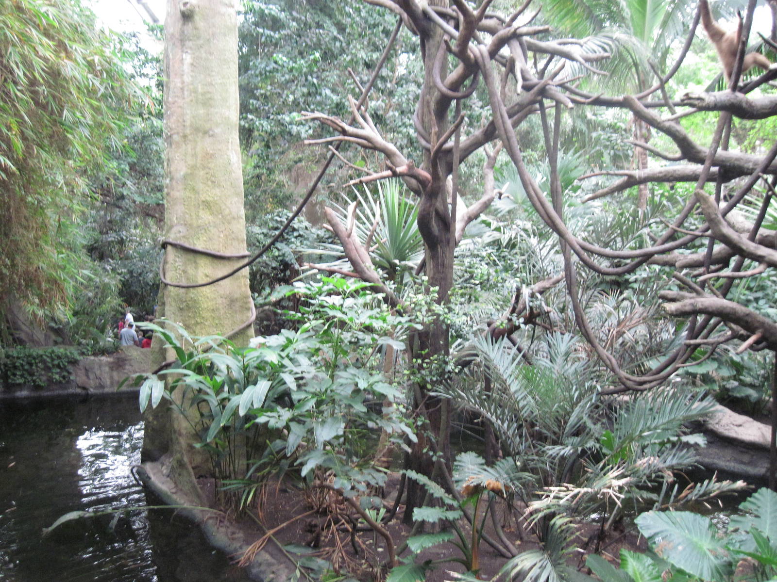 Lied Jungle-Blue Monkey Exhibit