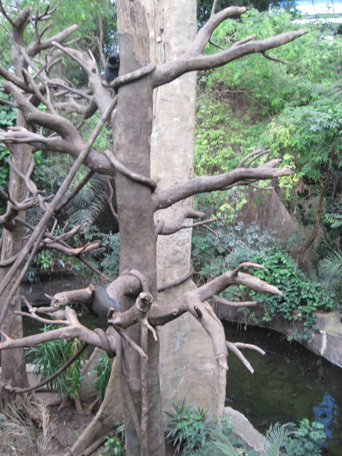 Lied Jungle-Blue Monkey Exhibit