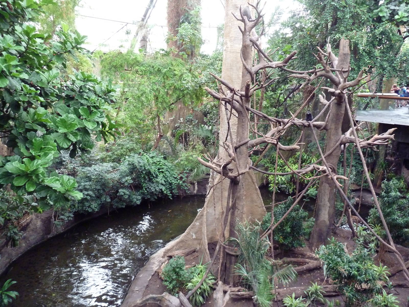 Lied Jungle - Blue Monkey/Pygmy Hippo Exhibit