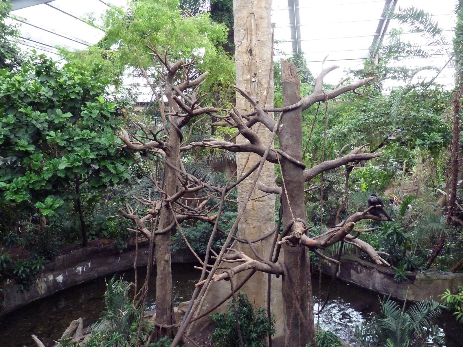 Lied Jungle - Blue Monkey/Pygmy Hippo Exhibit