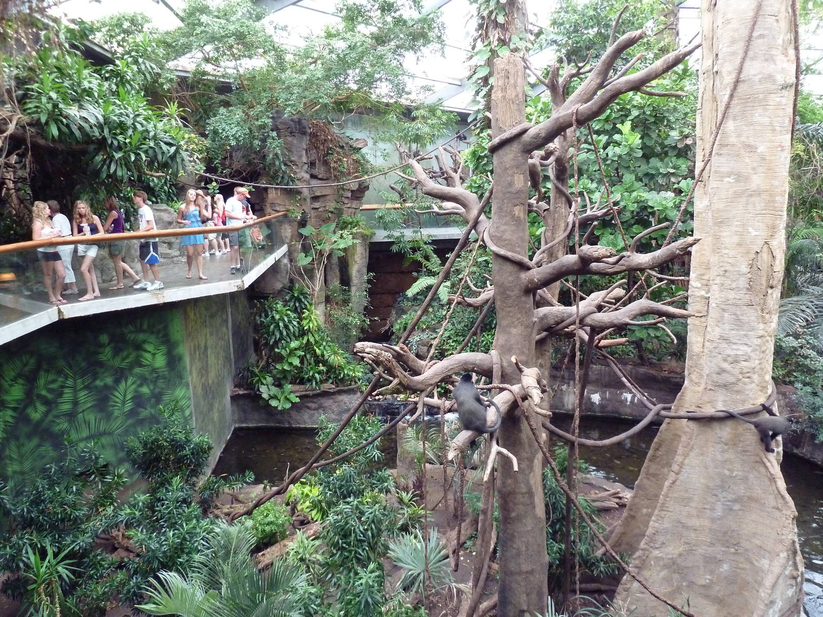 Lied Jungle - Blue Monkey/Pygmy Hippo Exhibit