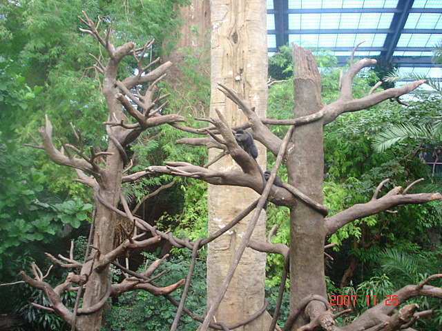 Lied Jungle-Blue Monkey