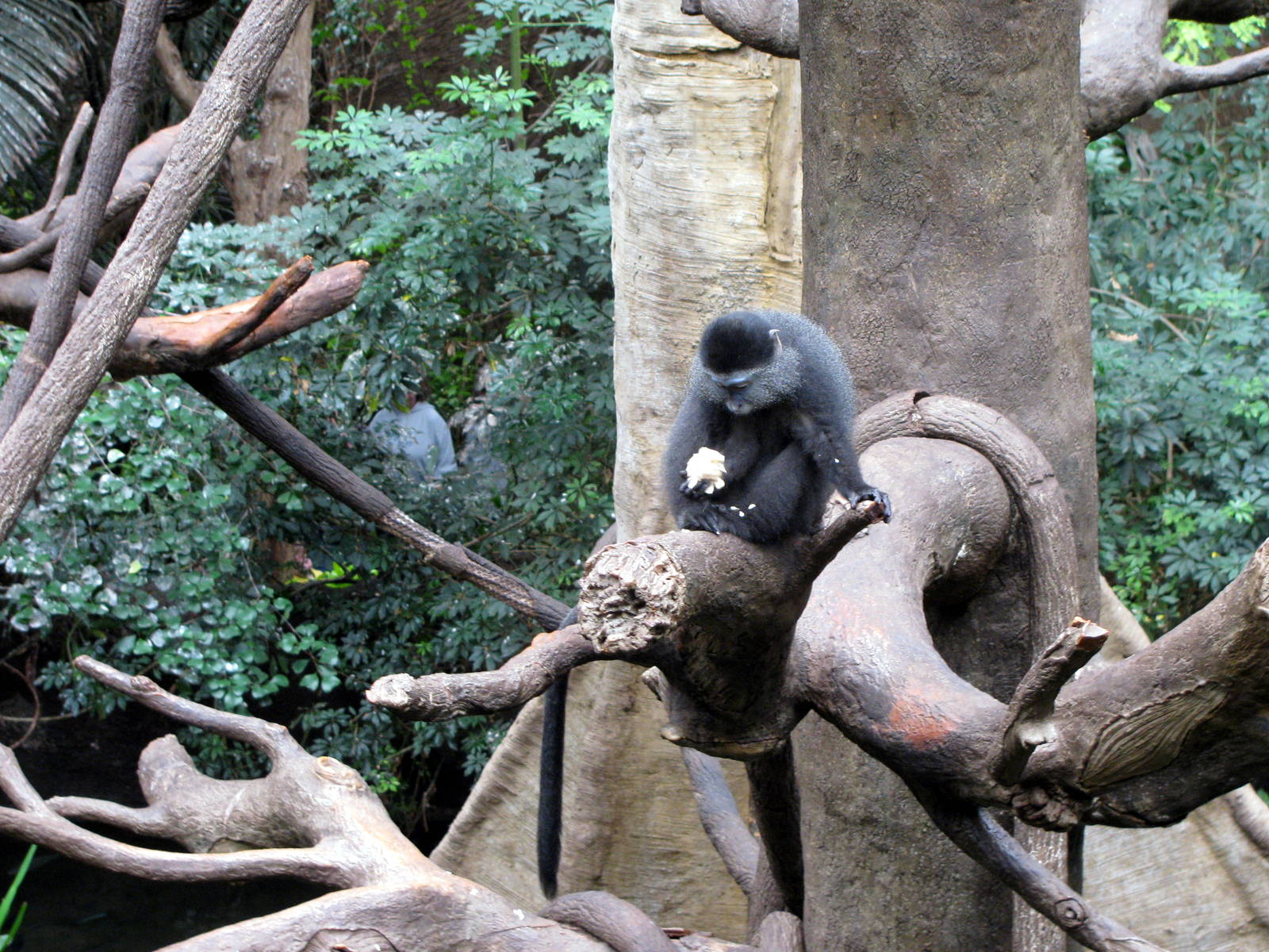 Lied Jungle-Blue Monkey