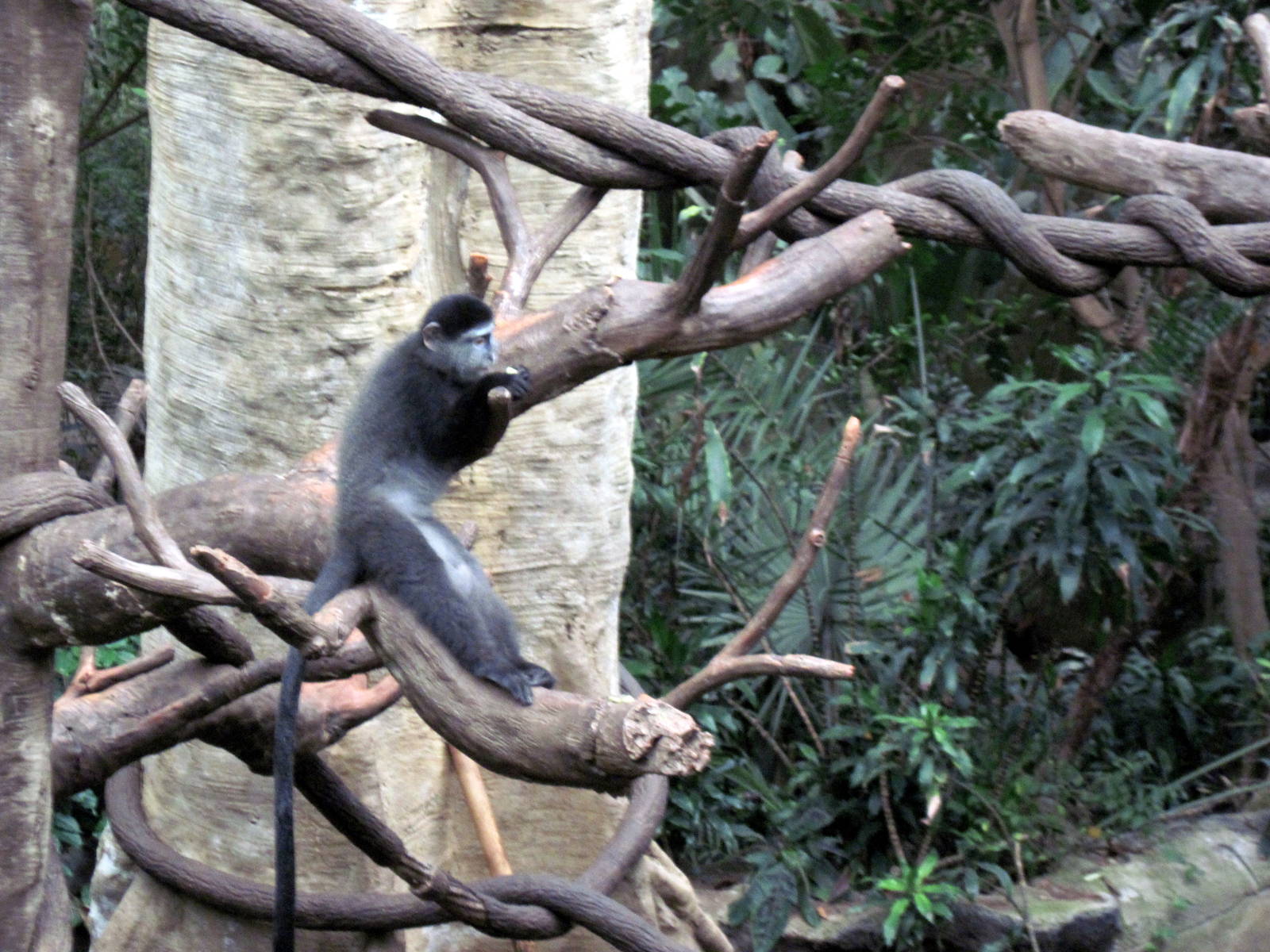 Lied Jungle-Blue Monkey