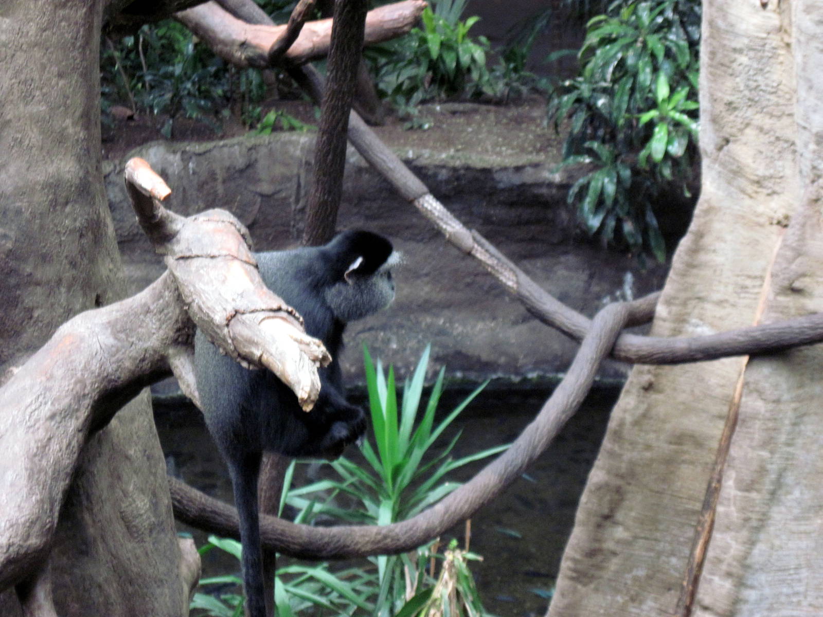 Lied Jungle-Blue Monkey