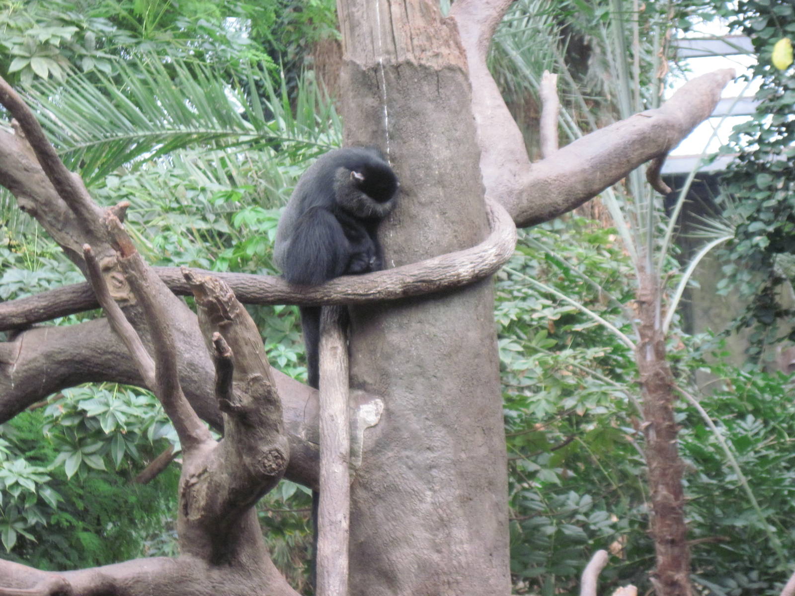 Lied Jungle-Blue Monkey