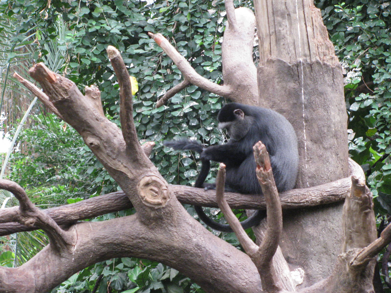 Lied Jungle-Blue Monkey