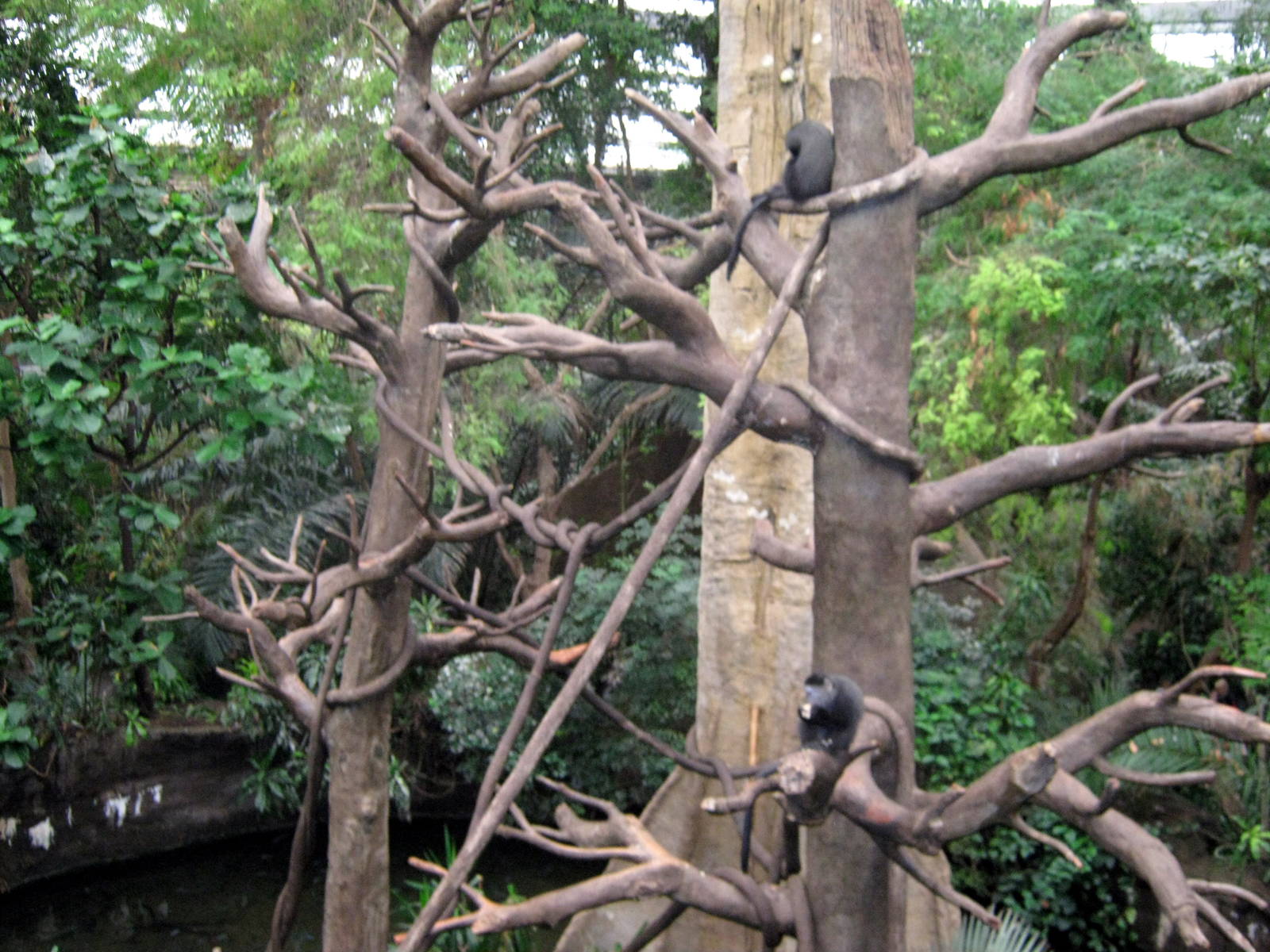 Lied Jungle-Blue Monkeys