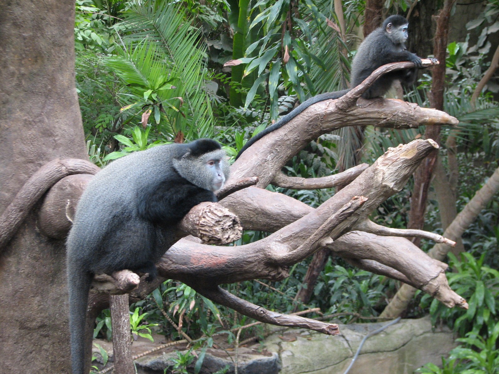 Lied Jungle - Blue Monkeys