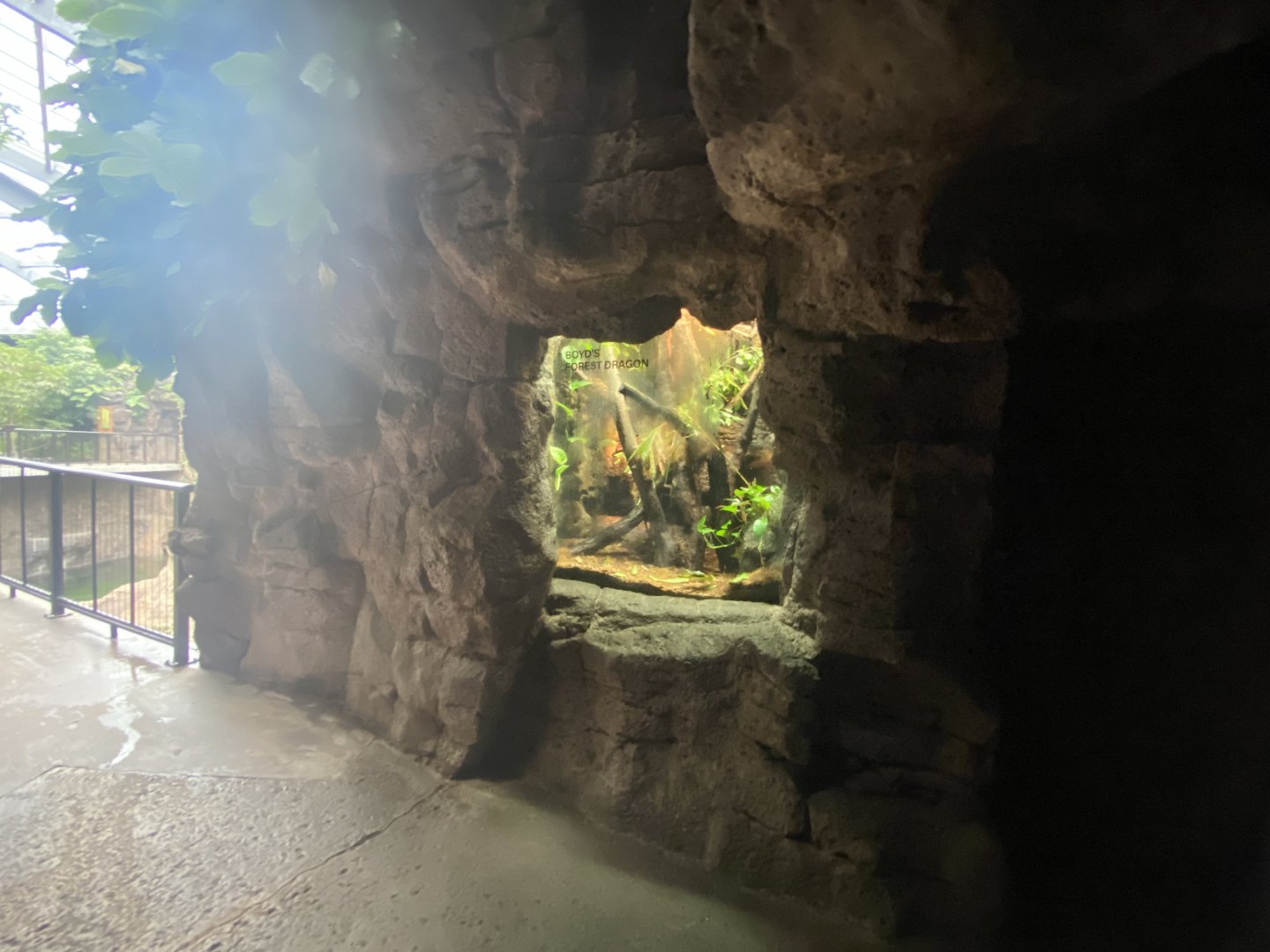 Lied Jungle - Boyd’s Forest Dragon Terrarium