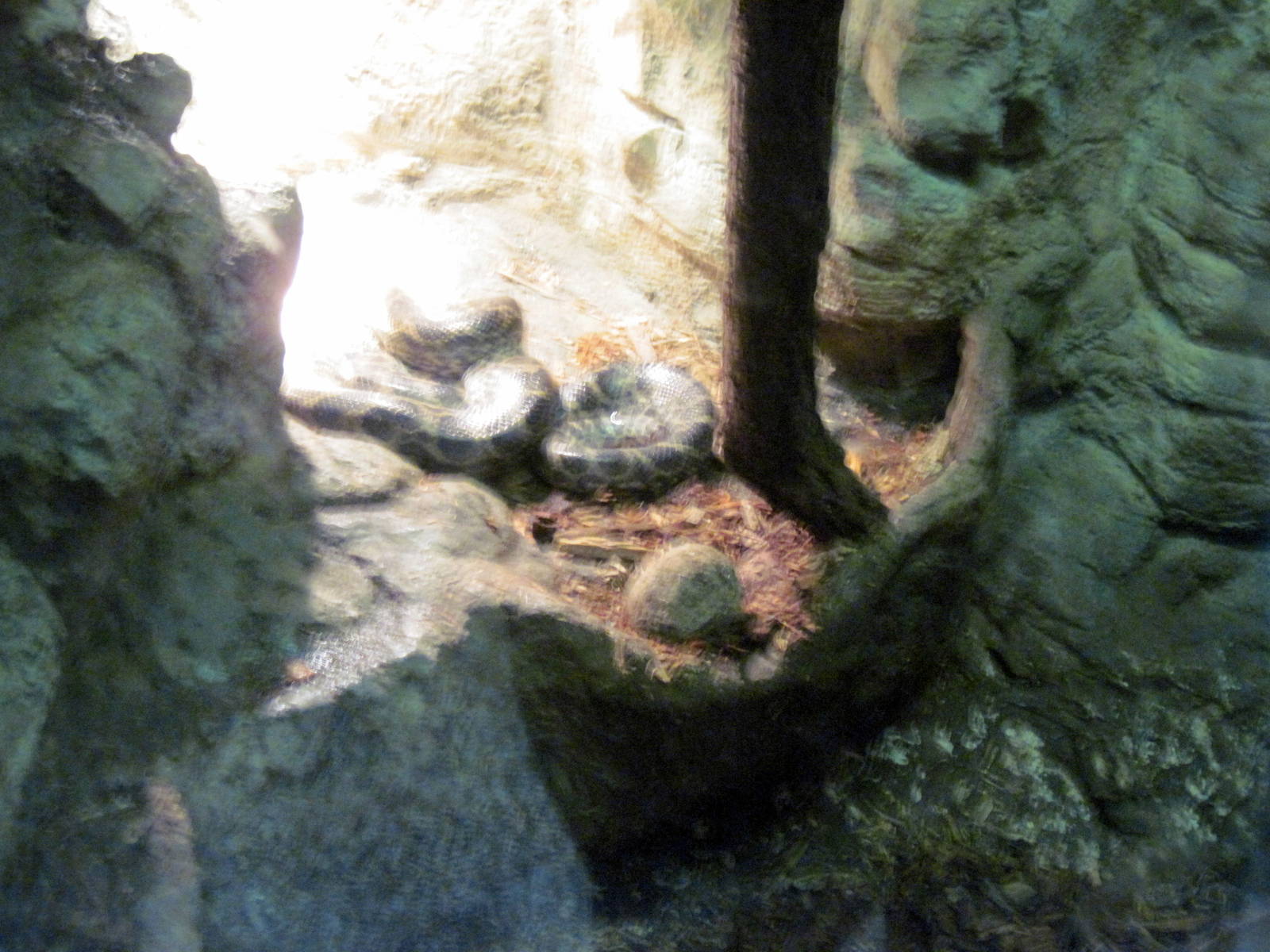 Lied Jungle-Brazilian Rainbow Boa