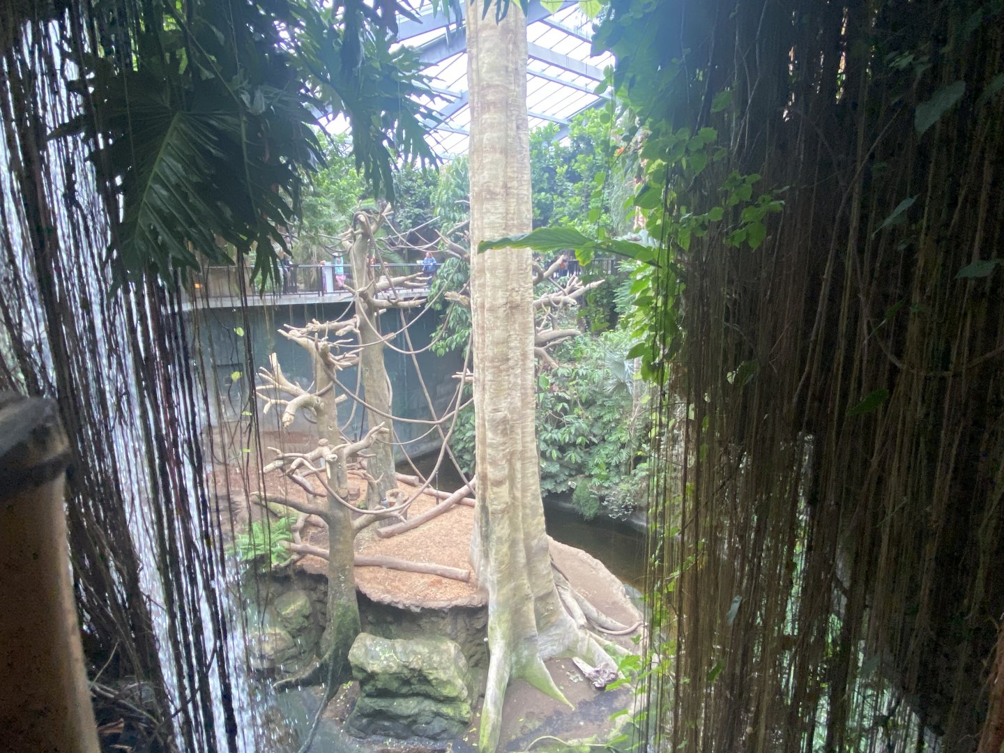 Lied Jungle - Brown-Headed Spider Monkey/Malayan Tapir Exhibit