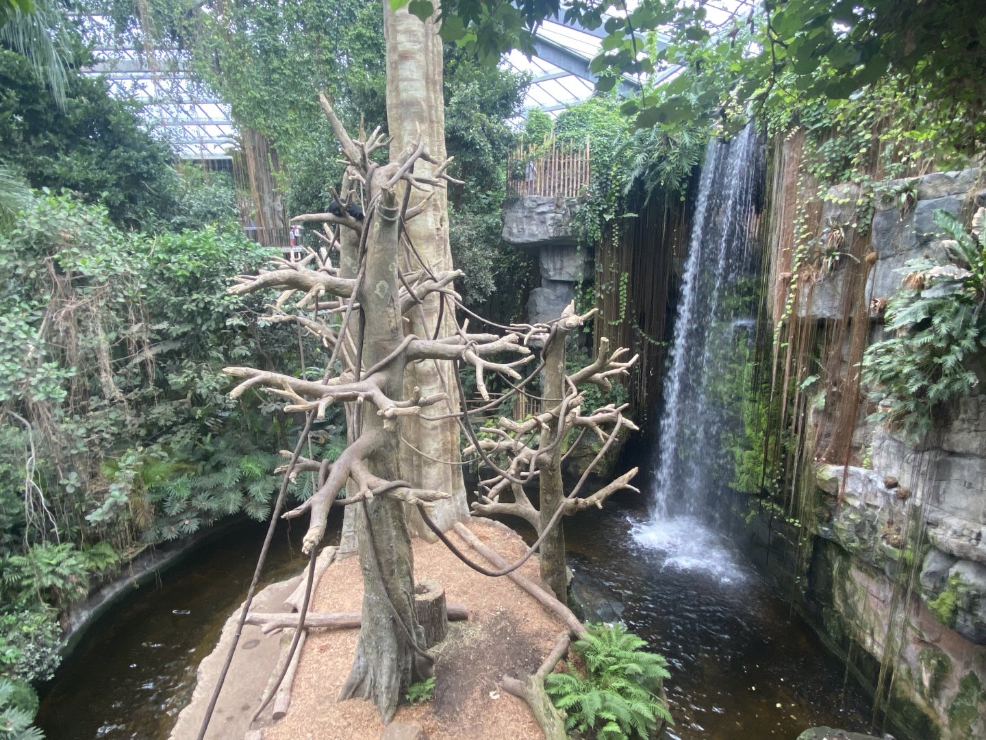 Lied Jungle - Brown-Headed Spider Monkey/Malayan Tapir