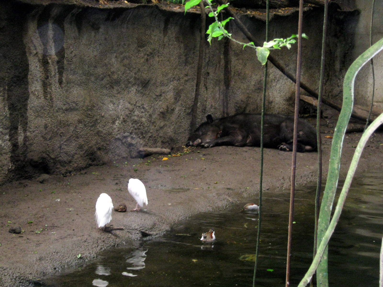 Lied Jungle-Cattle Egrets and Baird's Tapir