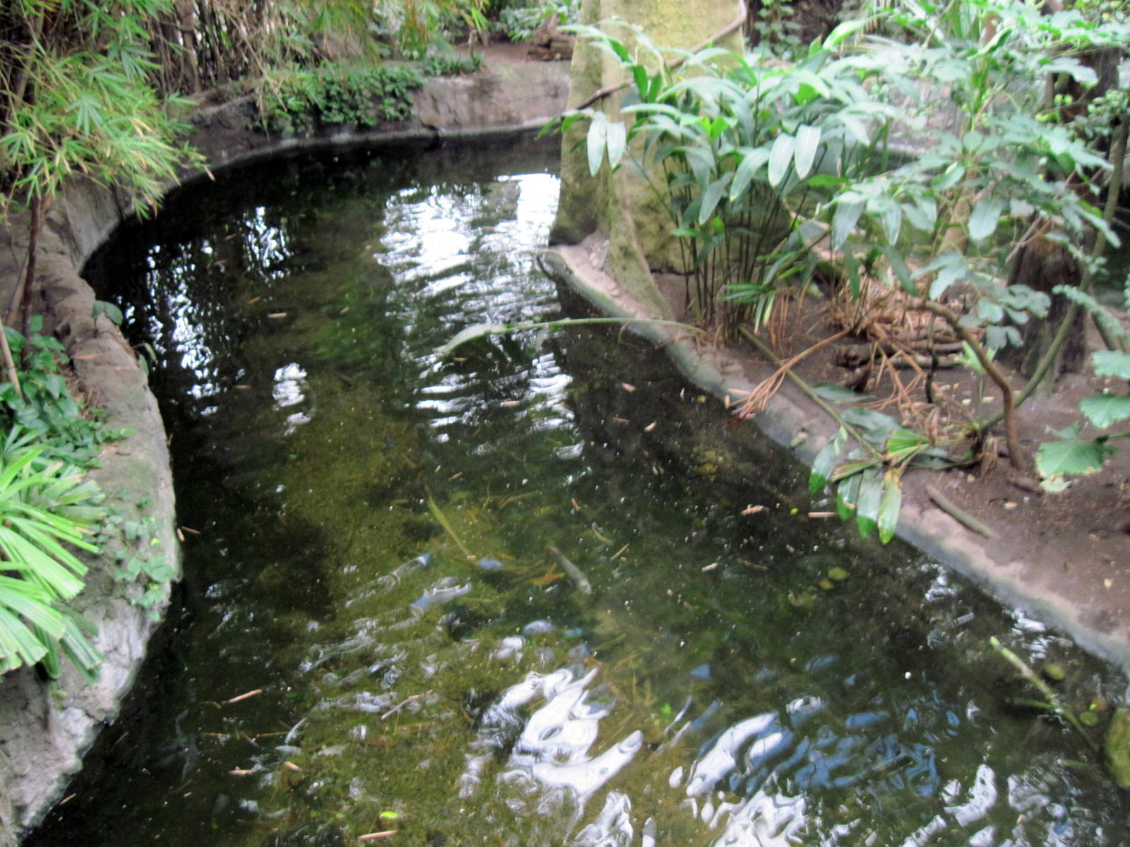 Lied Jungle-Ciclid/Giant Turtle Exhibit