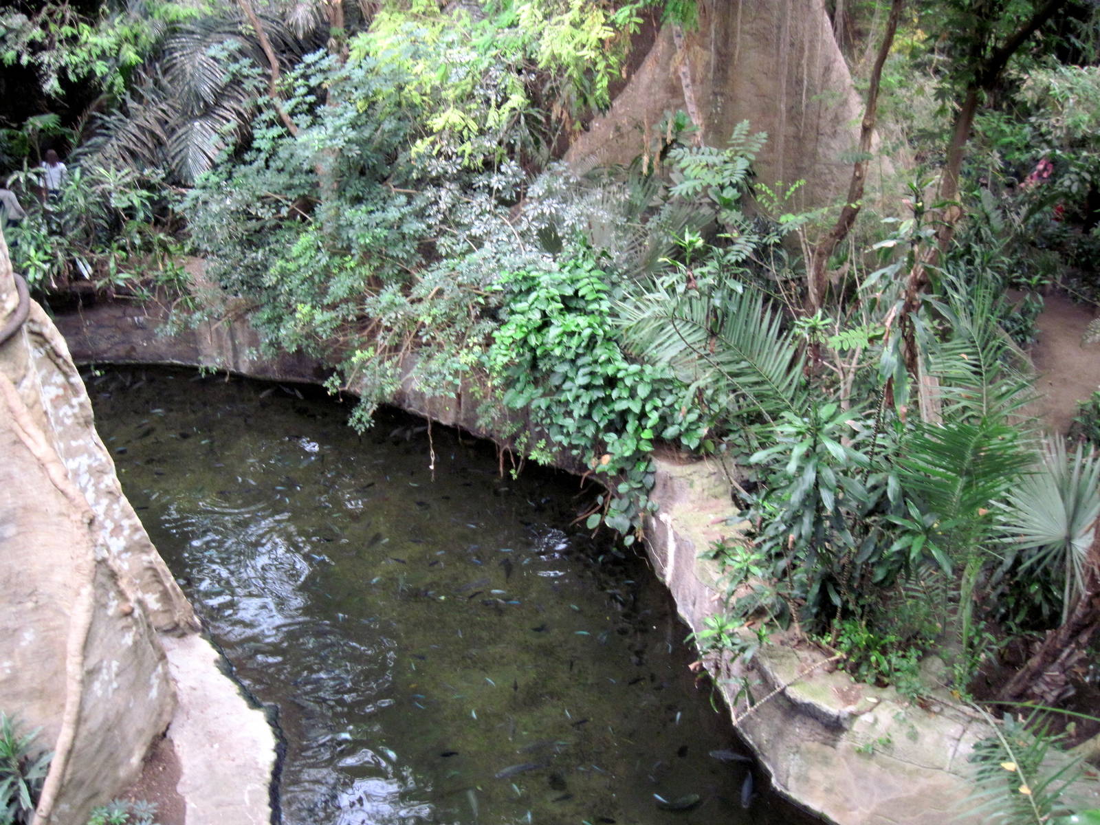 Lied Jungle-Ciclid/Nile Sift-shell Turtle Exhibit